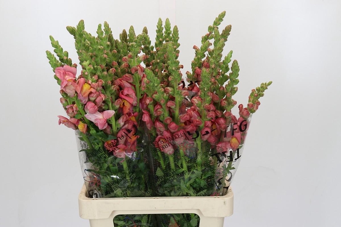 <h4>Antirrhinum Potomac Dark Orange</h4>