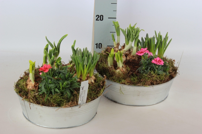 <h4>ARR BOL KNOLGEWAS</h4>