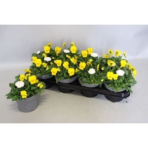 Viola Bellis 13 cm Yellow, White