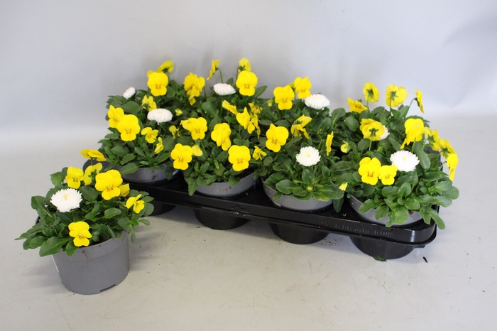 <h4>Viola Bellis 13 cm Yellow, White</h4>