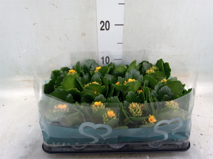 <h4>Kalanchoe blos.   ..</h4>