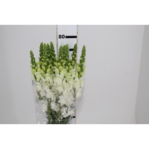 BOCA DE LEAO UBIRA WHITE 080 CM