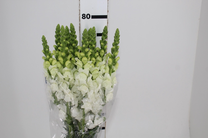 <h4>BOCA DE LEAO UBIRA WHITE 080 CM</h4>