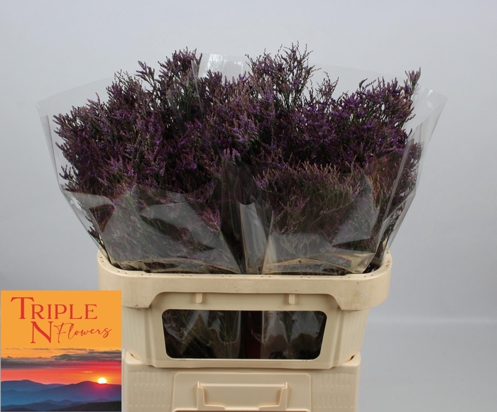 <h4>LIM SAF DARK BLUE</h4>