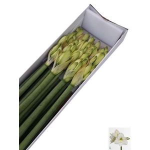 Hipp Ga Christm Gift