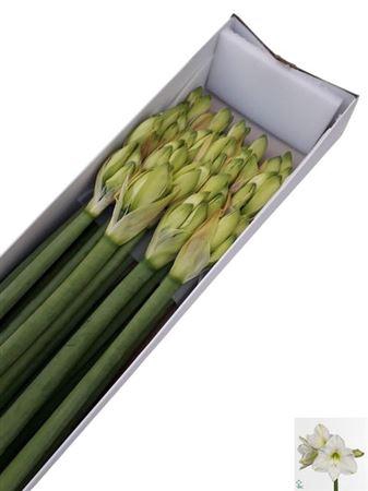 <h4>Hipp Ga Christm Gift</h4>