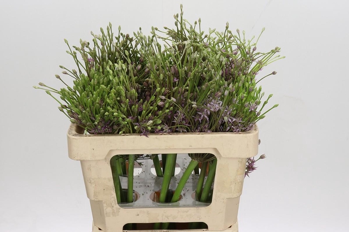 <h4>Allium Schubertii</h4>