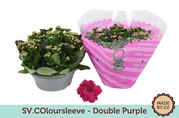 <h4>Kalanchoë Double Purple in SV.COloursleeve</h4>