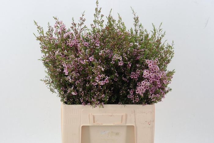 <h4>Cham Un Pink Shine</h4>