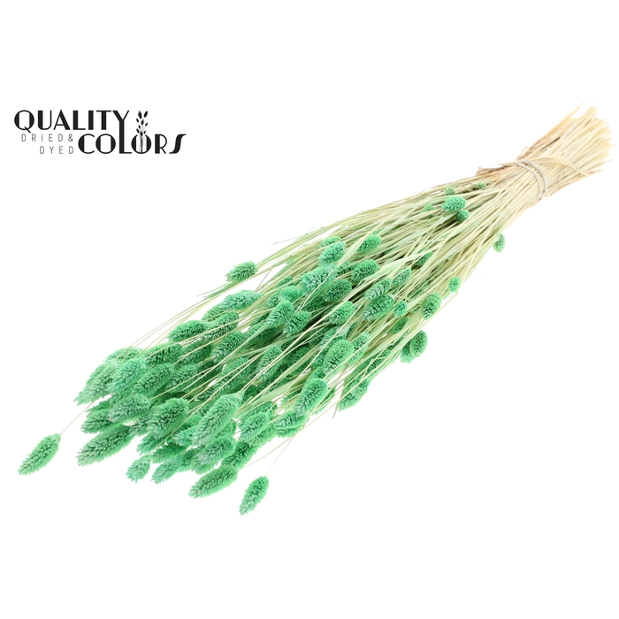 <h4>Phalaris per bunch Bleached  Mint Green</h4>