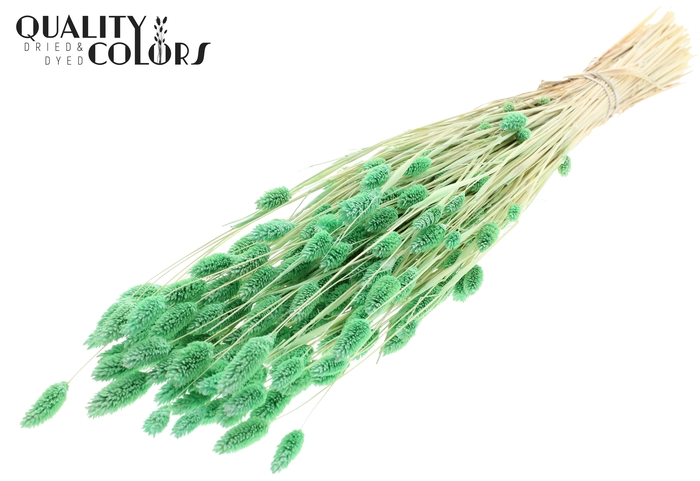 Phalaris per bunch Bleached  Mint Green
