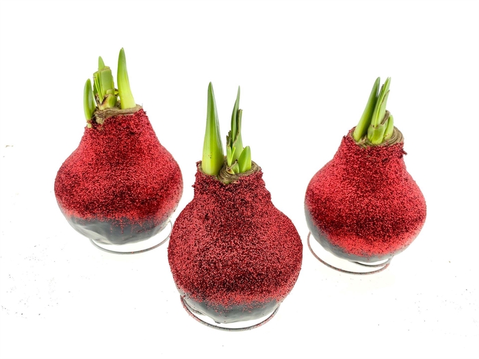 <h4>Hippeastrum   ...waxed</h4>