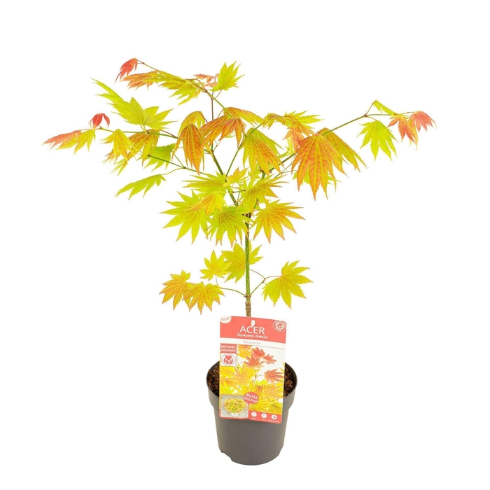 <h4>Acer shirasawanum</h4>