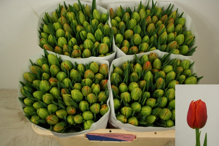 <h4>TU DU ICOON</h4>