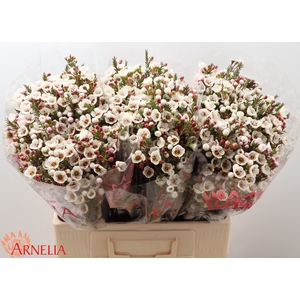 Chamelaucium Moonlight Delight