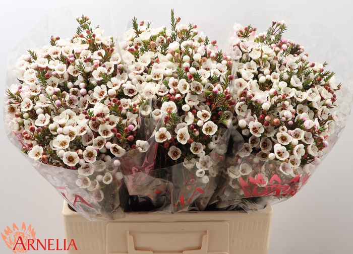 <h4>Chamelaucium Moonlight Delight</h4>