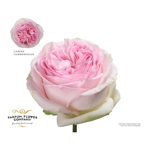 Rosa Premium Lorena Summerhouse
