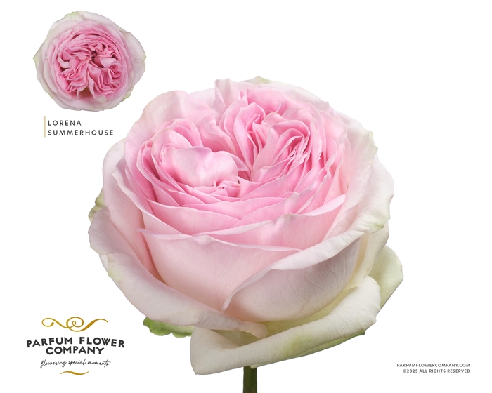 <h4>Rosa Premium Lorena Summerhouse</h4>