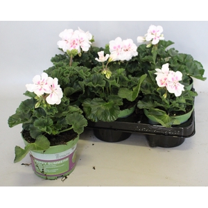 Pelargonium zonale Americana White Splash