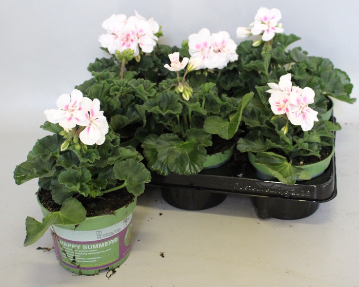 <h4>Pelargonium zonale Americana White Splash</h4>