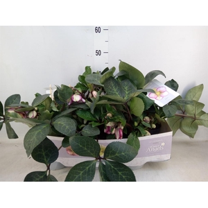 Helleborus  'Fkiss Magico'