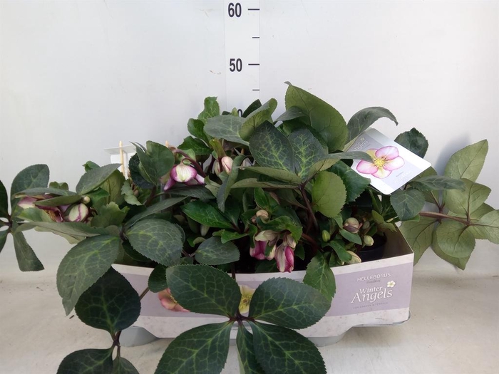 <h4>Helleborus  'Fkiss Magico'</h4>