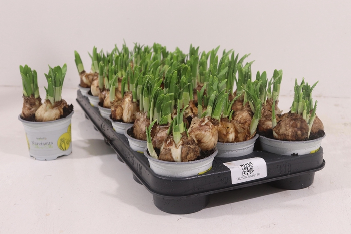 <h4>NARC O TETE A TETE</h4>