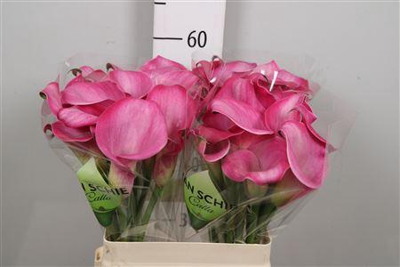 <h4>Zant Fantasia</h4>