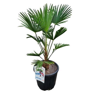 Trachycarpus Wagnerianus Nl Paspoort 80+