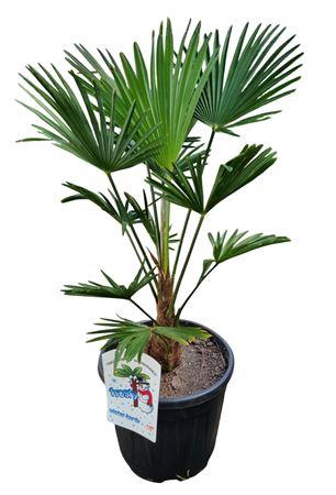 <h4>Trachycarpus Wagnerianus Nl Paspoort 80+</h4>
