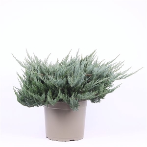 Juniperus horizontalis 'Blue Chip'