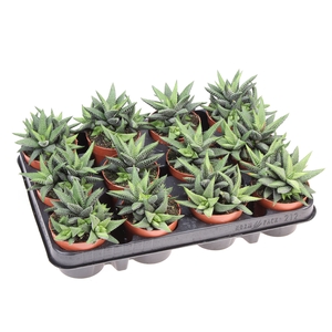 Haworthia   ...