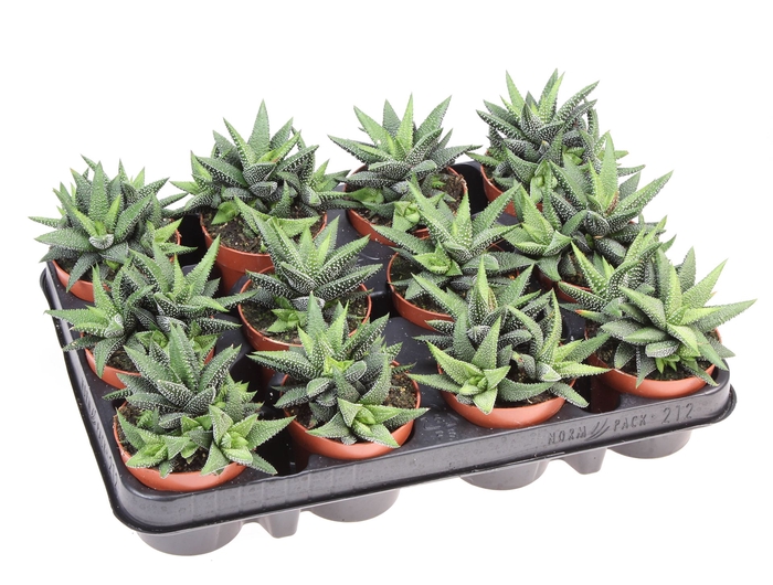 <h4>Haworthia   ...</h4>