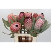 Protea Barbigera