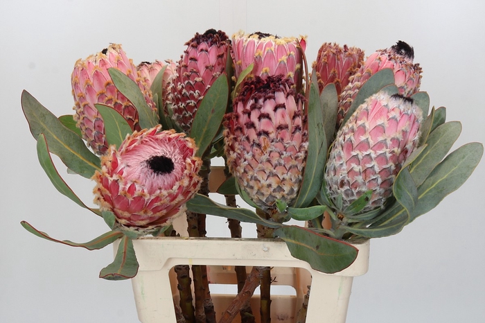 Protea Barbigera