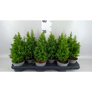Chamaecyparis thyo. 'Spitsbergen'