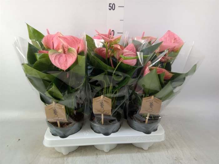<h4>Anthurium andr. 'Sweet Dream'</h4>