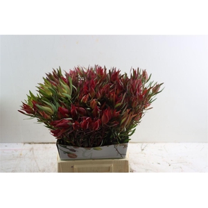 Leucad Fireglow 50cm