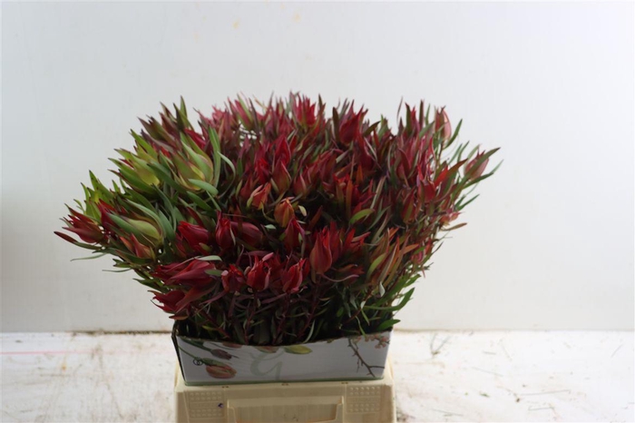 <h4>Leucad Fireglow 50cm</h4>