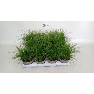Carex brunnea