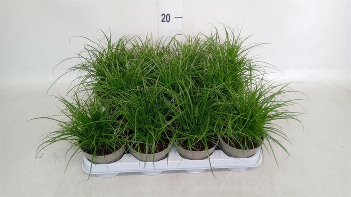 <h4>Carex brunnea</h4>