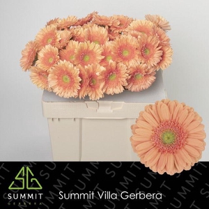 Gerbera Carlita Water