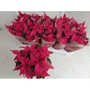 EUPHOR P PRI HO PINK