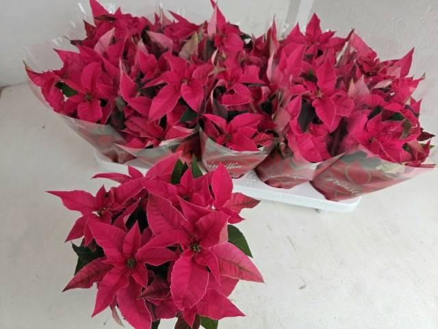 <h4>EUPHOR P PRI HO PINK</h4>