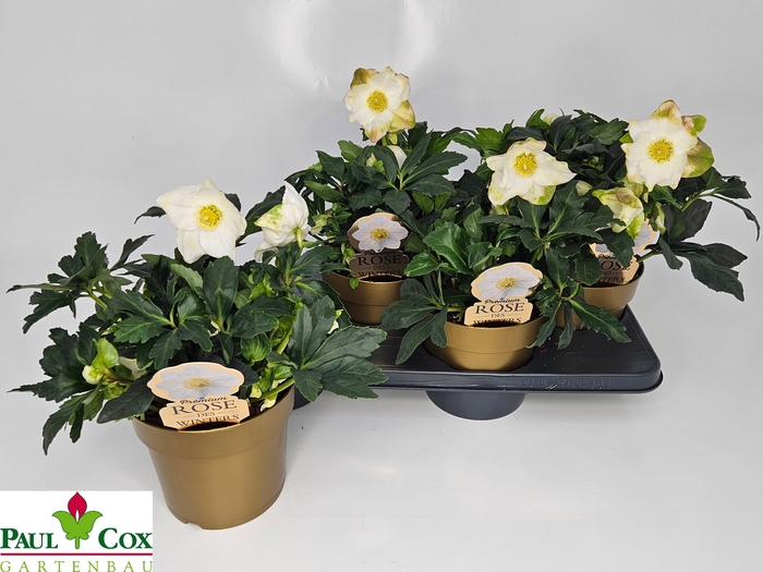 <h4>HELL NI HGC JASPER</h4>