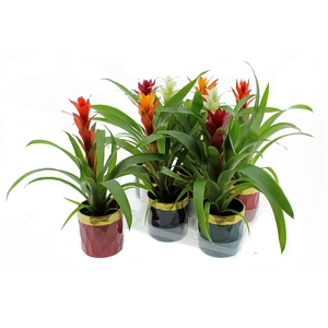 ARR GUZMANIA