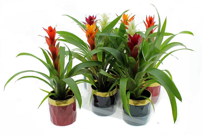 <h4>ARR GUZMANIA</h4>