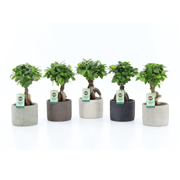 Ficus micr. Ginseng in Classic Stone