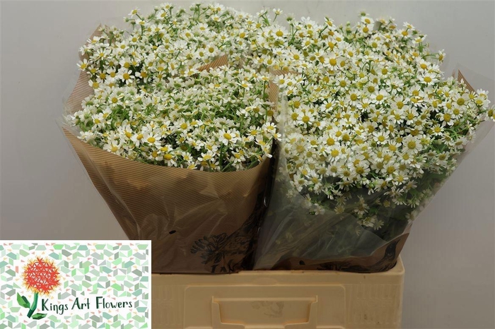 <h4>TANA PA CAMERON</h4>