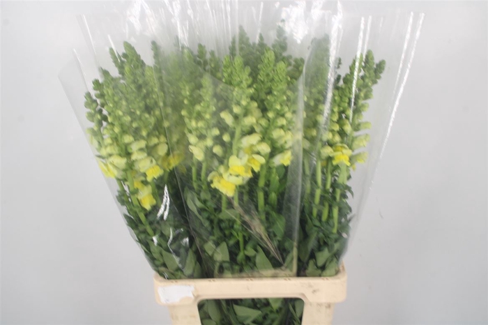 <h4>Antirrhinum It. Yellow</h4>